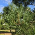 Pinus nigra 'Nigra' - Foto 4
