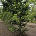 Carpinus betulus - 2