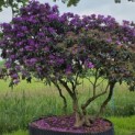 Rhododendron 'Lee's Dark Purple' - Foto 6