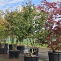 Parrotia persica - 4