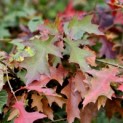 Quercus Palustris - Foto 2