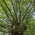 Salix Alba - juni 2026