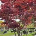 Acer palmatum 'Fireglow' - 2