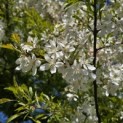 Malus toringo 'Brouwers Beauty' - 5