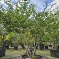 Parrotia persica - Foto 1