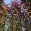 Fagus sylvatica 'Atropunicea' - 1