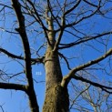 Liriodendron tulipifera - 1
