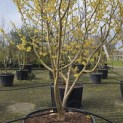 Hamamelis mollis - 6
