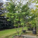 Parrotia persica - 3