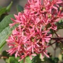 Heptacodium miconioides - Foto 1