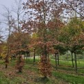 Fagus sylvatica - november 2024
