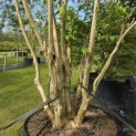 Heptacodium miconioides - Foto 2