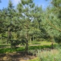 Pinus sylvestris - Foto 4