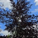 Fagus sylvatica 'Riversii' - Foto 2