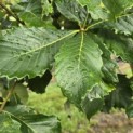 Quercus pontica - 3