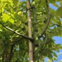 Amelanchier arborea 'Robin Hill' - Foto 3