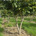 Parrotia persica - 6