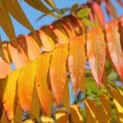 Rhus Typhina