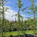 Larix kaempferi 'Diana' - 2