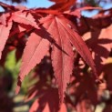 Acer palmatum 'Atropurpureum' - 1