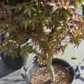 Acer palmatum 'Twombley's Red Sentinel' - Foto 1