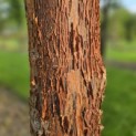 Acer griseum x nikoense - Foto 3