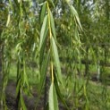 Salix sepulcralis 'Chrysocoma' - 2