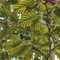 Fagus sylvatica 'Striata' - Foto 2