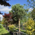 Pinus sylvestris - 1