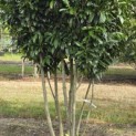 Prunus laurocerasus 'Caucasica' - 3
