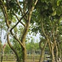 Parrotia persica - 5