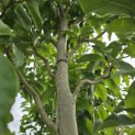 Magnolia 'Wada's Memory' - 4