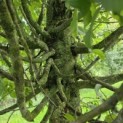 Carpinus betulus 'Frans Fontaine' - september 2026
