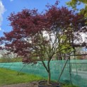 Acer palmatum 'Trompenburg' - Foto 1