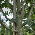 Parrotia persica 'Vanessa' - Foto 2