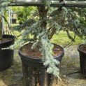 Cedrus libani 'Silberspitz' - 6