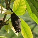 Chimonantus Praecox - 7