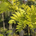 Gleditsia triacanthos 'Sunburst' - 2
