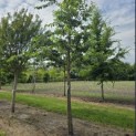 Prunus x 'Yedoensis' - 2