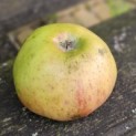 malus domestica 'Notarisappel' - halfrijpe appel