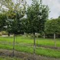 Prunus laurocerasus 'Novita' - Foto 3