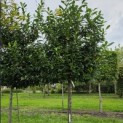 Prunus laurocerasus 'Novita' - Foto 2