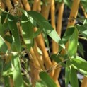Phyllostachys aureosulcata 'Aureocaulis' - Foto 3