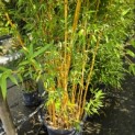 Phyllostachys aureosulcata 'Aureocaulis' - Foto 2