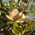 Magnolia grandiflora 'Galissonnière' - 3