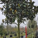 Magnolia grandiflora 'Galissonnière' - stamhoogte 200 cm