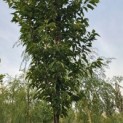 Prunus 'Sunset Boulevard' - Foto 3