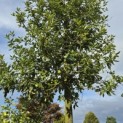 Quercus ilex - 3
