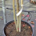 Liquidambar styraciflua - 4
