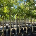 Heptacodium miconioides - Foto 3